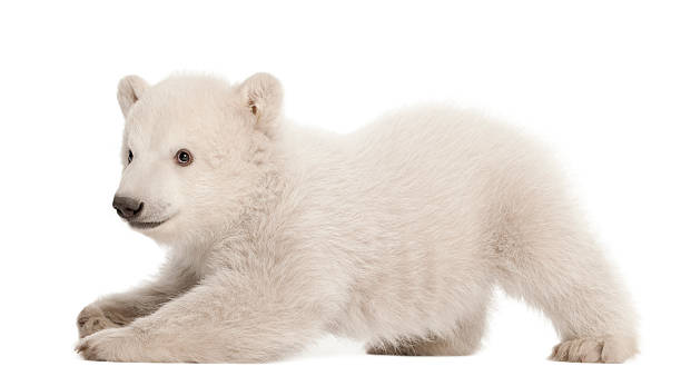 istock Polar bear cub, Ursus maritimus, 3 months old, lying 148173481