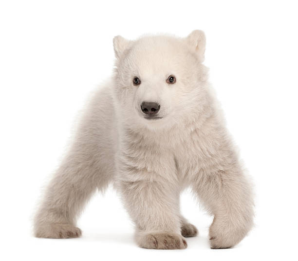 niedźwiedź polarny młode, ursus maritimus, 3 miesiące, chodzenia - polar bear young animal cub isolated zdjęcia i obrazy z banku zdjęć