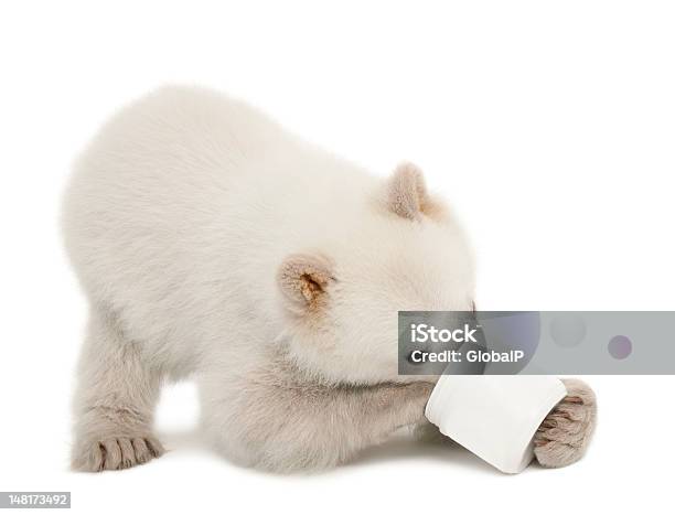 Polar Bear Cub Ursus Maritimus 6 Months Old Feeding Stock Photo - Download Image Now