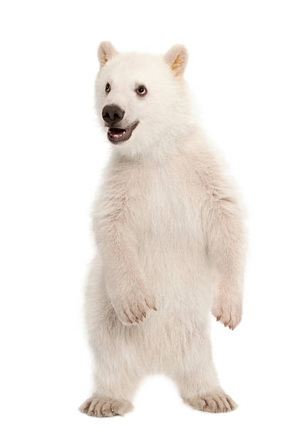 niedźwiedź polarny młode, ursus maritimus, 6 miesięcy, wstań - polar bear young animal cub isolated zdjęcia i obrazy z banku zdjęć