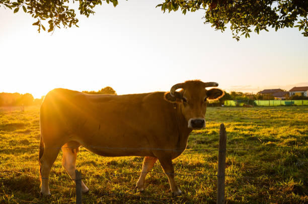 istock Brown cow grazing peacefully at sunset. 1481736159