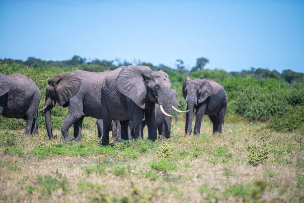 istock Group of African elephants walking through a grassy savanna. 1481736255