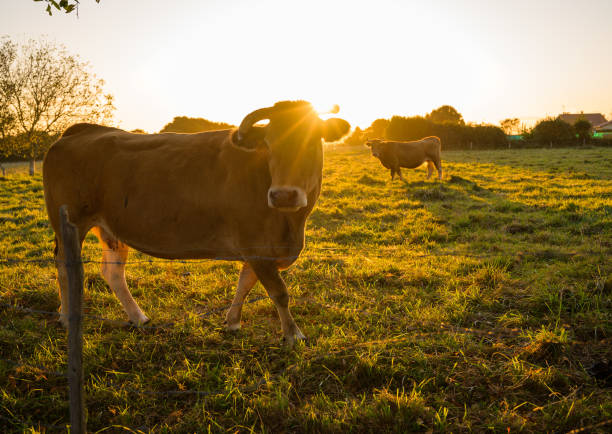 istock two cows on a ranch at dusk. Artisan and family cattle ranch 1481736350