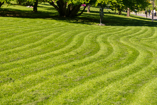Recently mowed lawn pattern in park. Focus is in the foreground on the grass.
