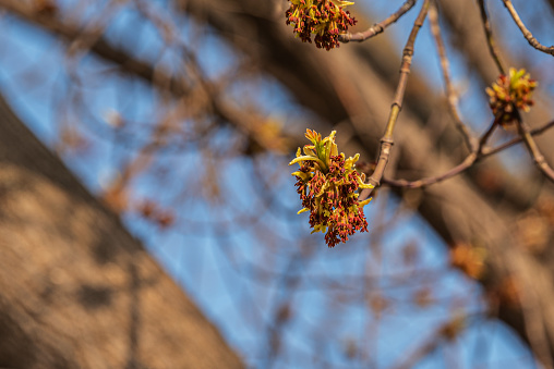 New Spring Growth on a Ash Tree (Fraxinus excelsior) in a Courtyard.