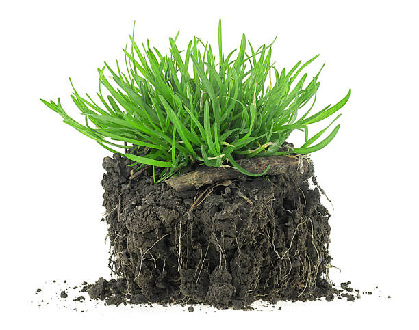 istock Green meadow grass with roots in black soil isolated on a white background 1481737650