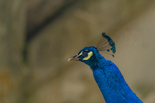 Blue peacock with color feathers on spring light green grass in castle park