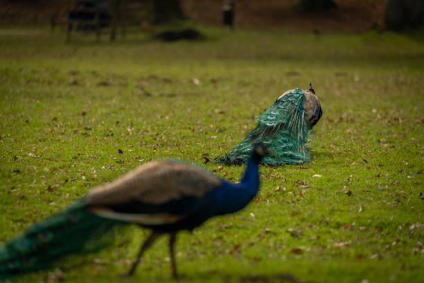 Blue peacock with color feathers on spring light green grass in castle park