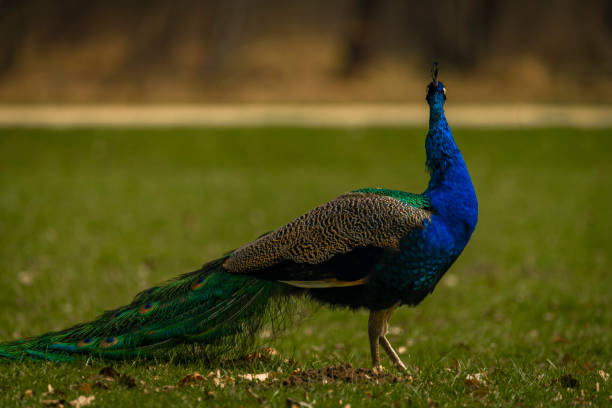 Stock photo of a peacock walking on grass.