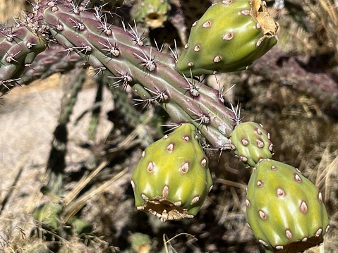 ‎⁨Staghorn Cholla  Close-Up seen on the drive to Mt. Lemmon in Coronado National Forest⁩, ⁨Tucson⁩, ⁨Arizona⁩