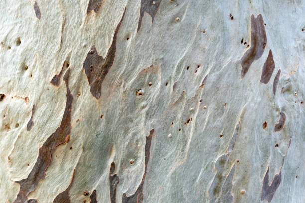 istock Bark of Plane Tree background texture. Brown white spotted Sycamore, Platanus skin. Copy space 1481740329
