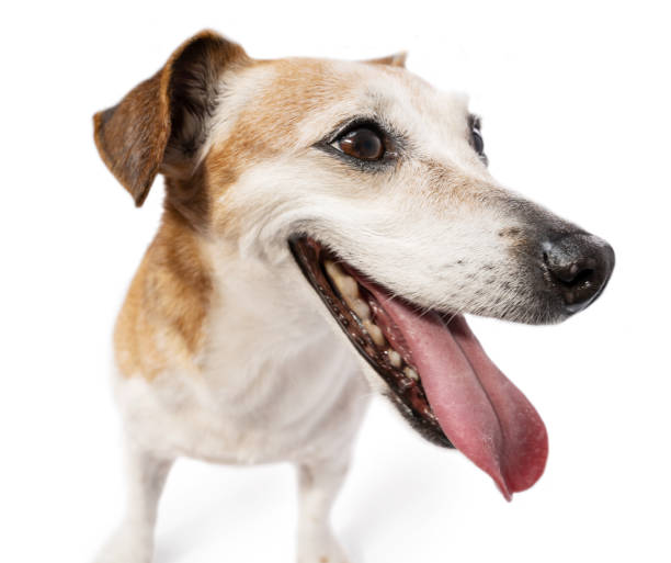 istock Close up dog huge head portrait. 1481740795
