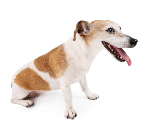 istock dog sitting on the floor looking to the right 1481740816