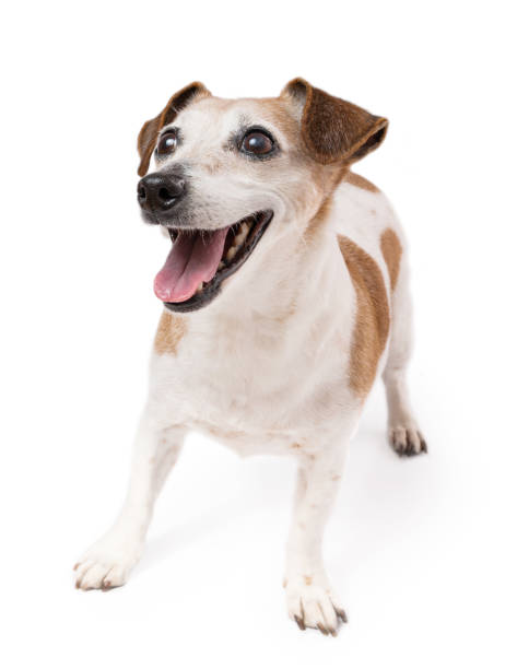 istock Smiling adorable Jack Russell terrier looking up 1481740865