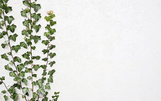 Ivy stalks stretch along the wall of the house. Decorative wall plaster.