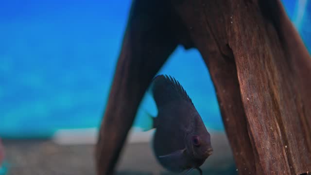 Close up view of blue snakeskin discus fish cichlid swimming in aquarium. Sweden.
