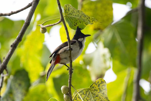 istock Red whiskered bulbul, Pycnonotus jocosus, in a tree 1481743803