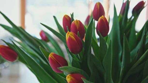 istock Beautiful Red and Yellow Tulip Bouquet 1481744134