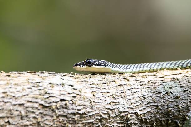 istock Golden flying snake, Chrysopelea ornata, on a branch 1481744967
