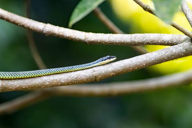 istock Golden flying snake, Chrysopelea ornata, on a branch 1481745068