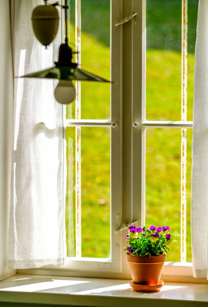 istock flowers at an old window 1481745089