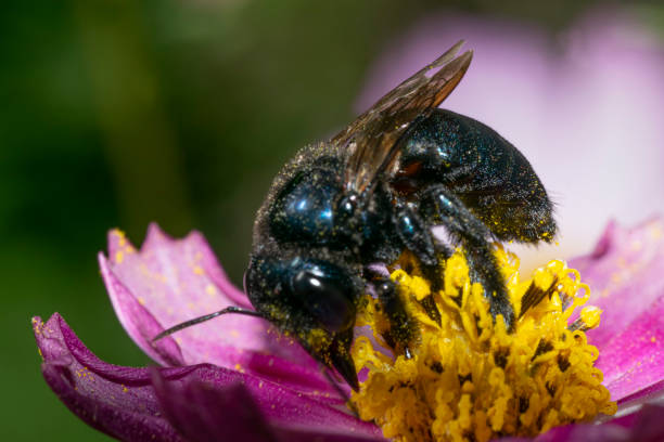 istock Black hornet sucking nectar from a zinnia flower 1481747043