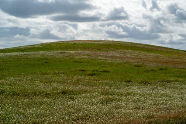 istock Horizontal image of a hill covered in flowers with a cloudy sky. 1481747331