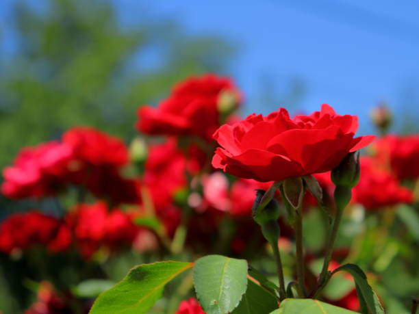 istock Beautiful red Rose garden blossoms and clear blue sky background 1481748257