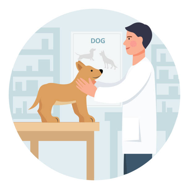 istock The veterinarian examines the puppy 1481750085