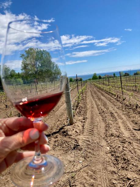 istock The Vineyard in a glass. 1481750799