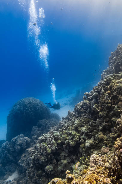 istock Scuba Diving on a Coral Reef 1481751311