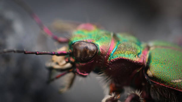 istock Cicindela campestris beetle 1481751517