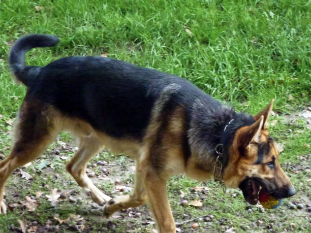 istock German shepherd running on the grass with a small ball in his teeth 1481751544