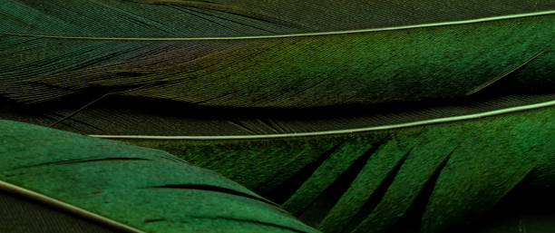 istock bird magpies feather, green background 1481752374
