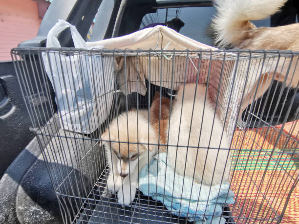 istock Siberian Husky puppy vaccinations 1481753013