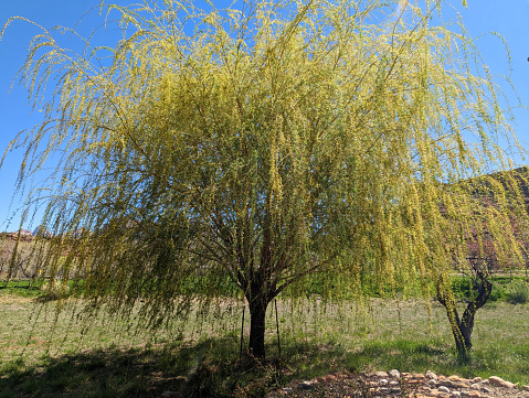 Green-yellow willow branches in spring, branches, twigs, blue sky, Germany, Europe