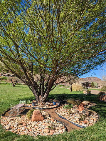 Late afternoon light shining on a rock garden and a willow tree on a ranch below peaks of South Mesa in Rockville Utah