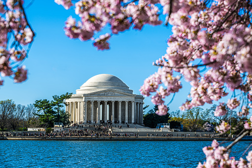 Cherry blossoms bloom around the Thomas Jefferson Memorial in Washington, DC.