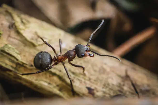 Photo of Formica ant