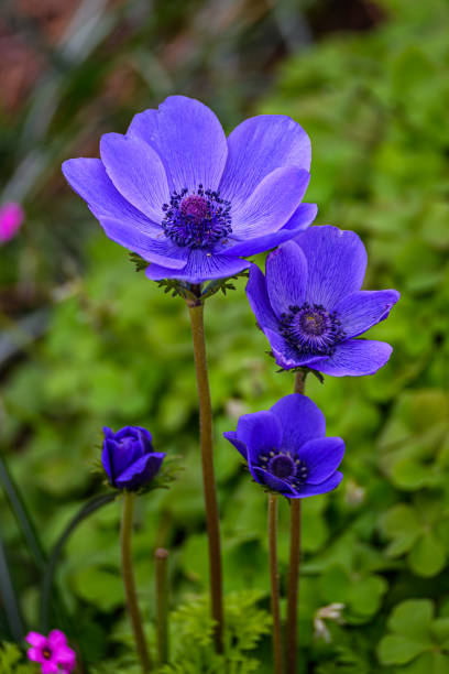 istock Purple Poppies in Bloom 1481753992