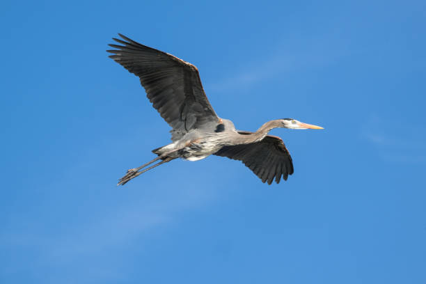 Great Blue Heron in Flight stock photo