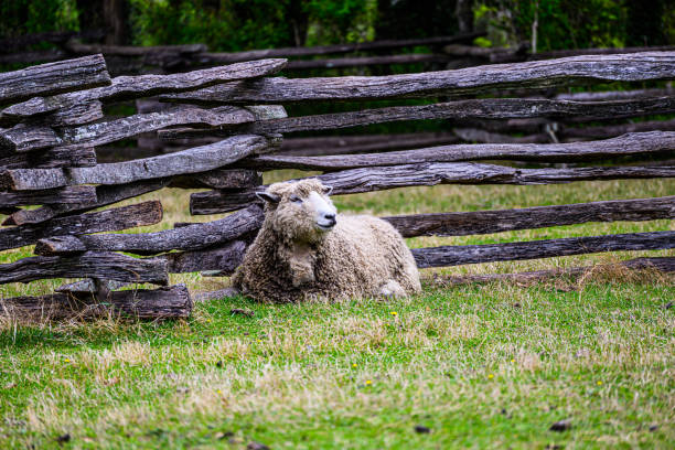 Two female suffolk sheep standing in a pasture.