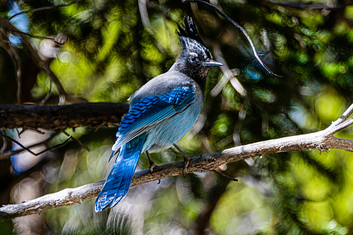 A Steller's Jay Perched on a Branch in the Rocky Mountain National Park, Colorado.
