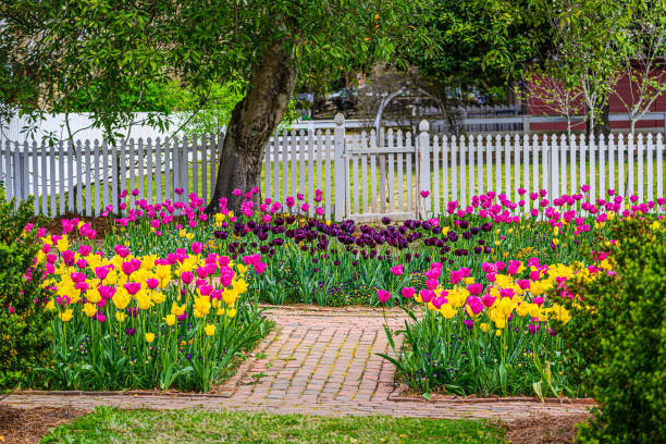 istock Tulip Garden in Bloom 1481754123