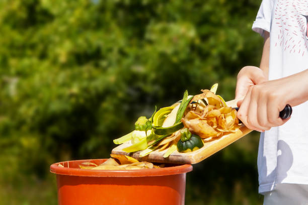 istock Vegetable peel, waste from cooking, into a compost bucket. 1481754666
