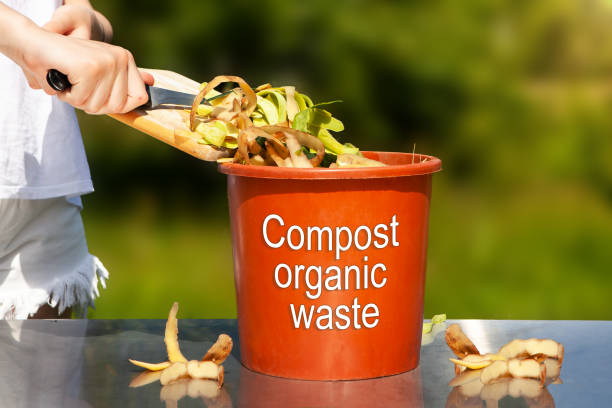 istock Vegetable peel, waste from cooking, into a compost bucket. 1481754680