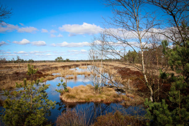 istock Pietzmoor in Germany 1481756264