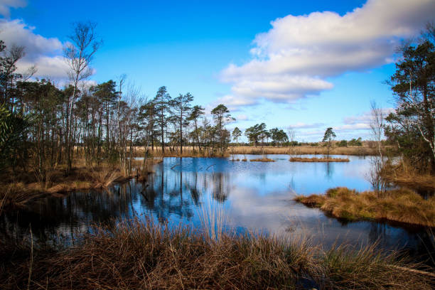 istock Pietzmoor in Germany 1481756818