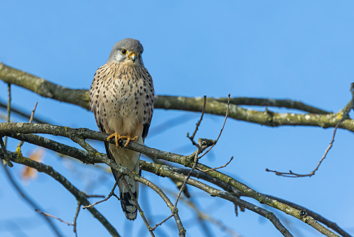 Male common kestrel (Falco tinnunculus) perching on a tree.