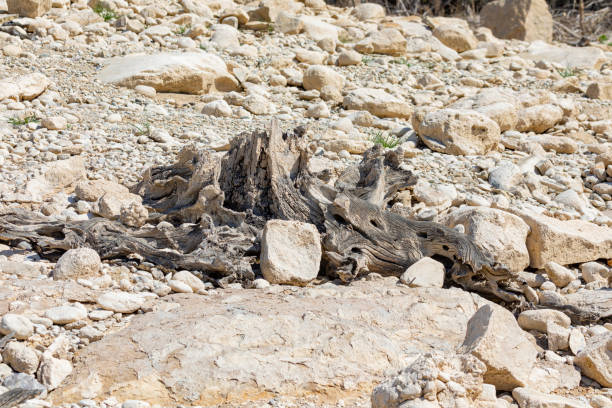 Drought during 2023 Catalonia, SpainDry tree trunk